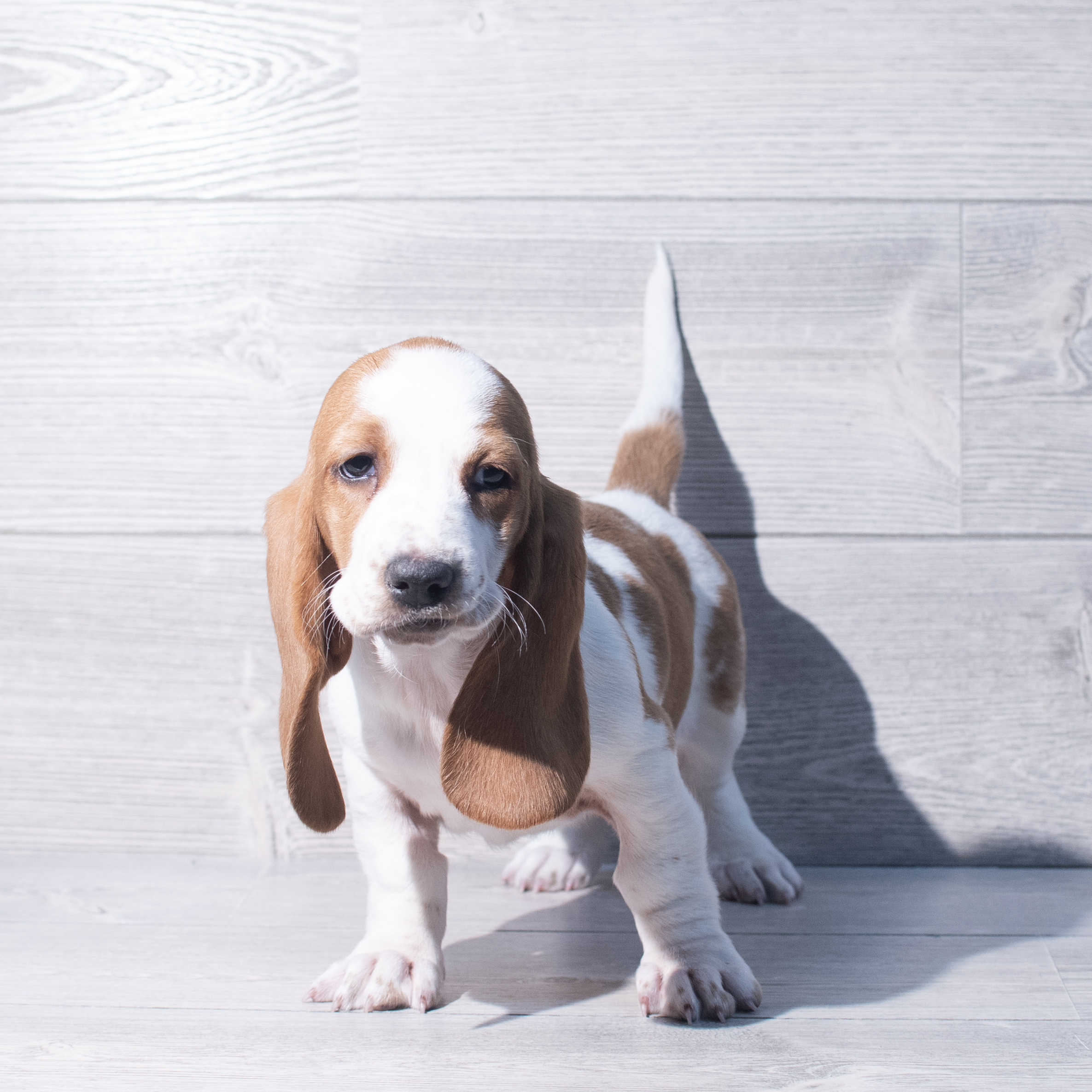 Basset Hound (F) 2135 Image #1