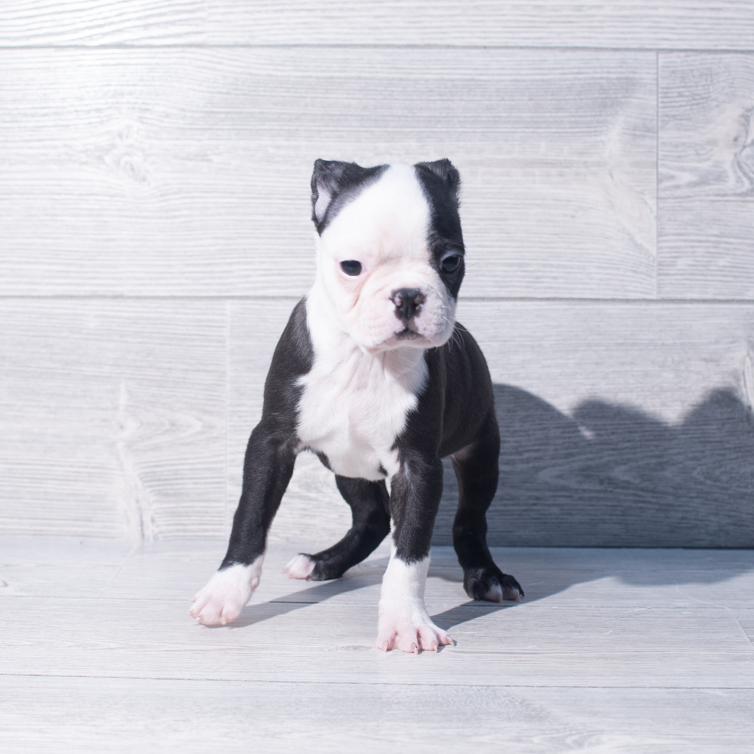 Boston Terrier (M) 2136 Image #1
