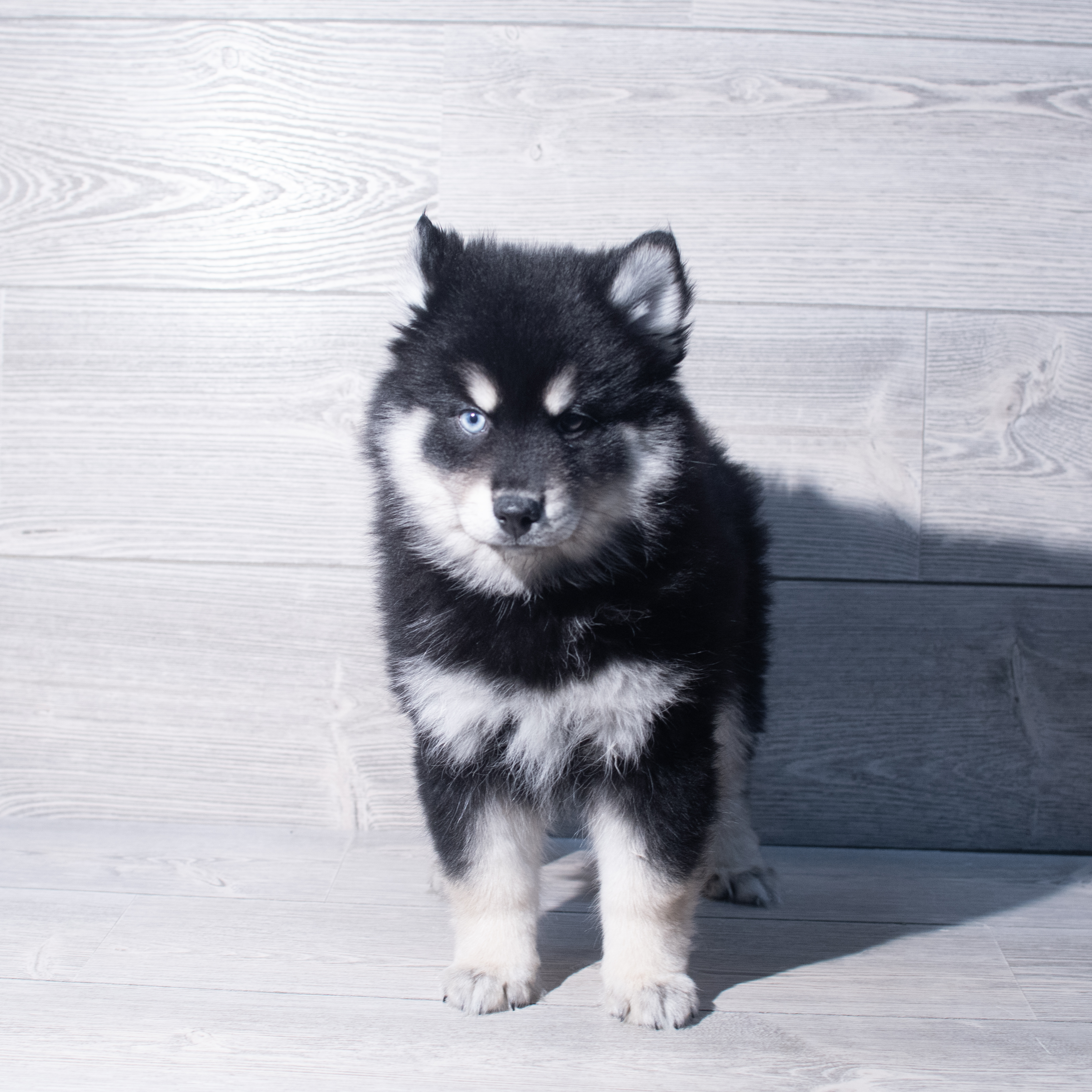 Pomsky (M) 2121 Image #1