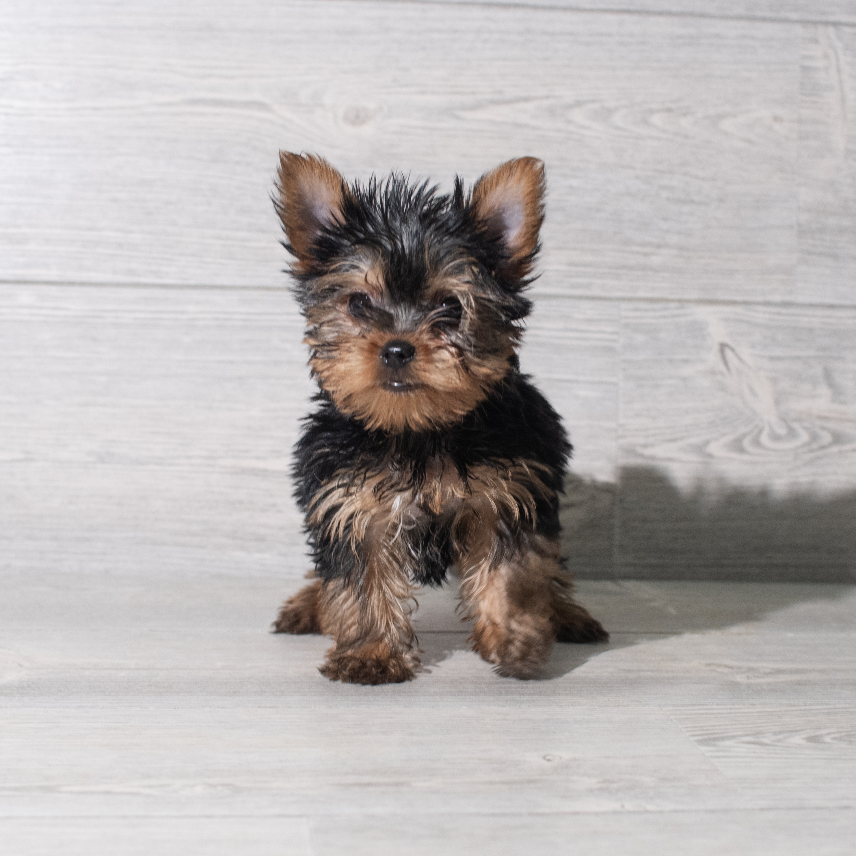 Yorkshire Terrier (F) 5583 Image #1