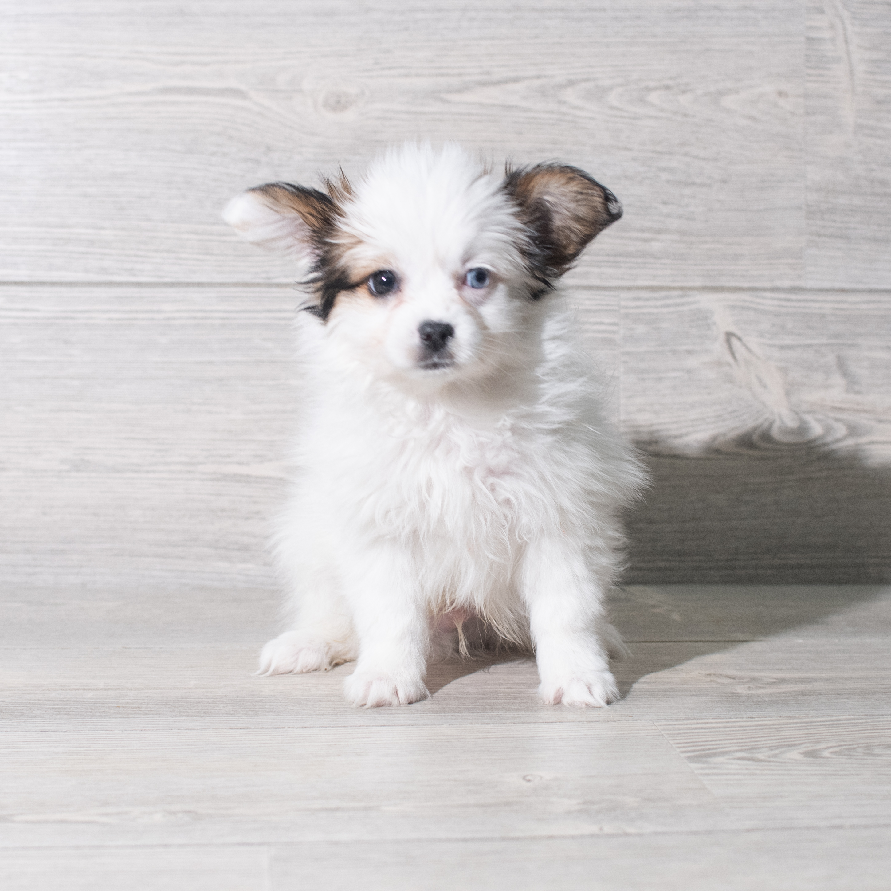 Papillon (M) 5580 Image #1