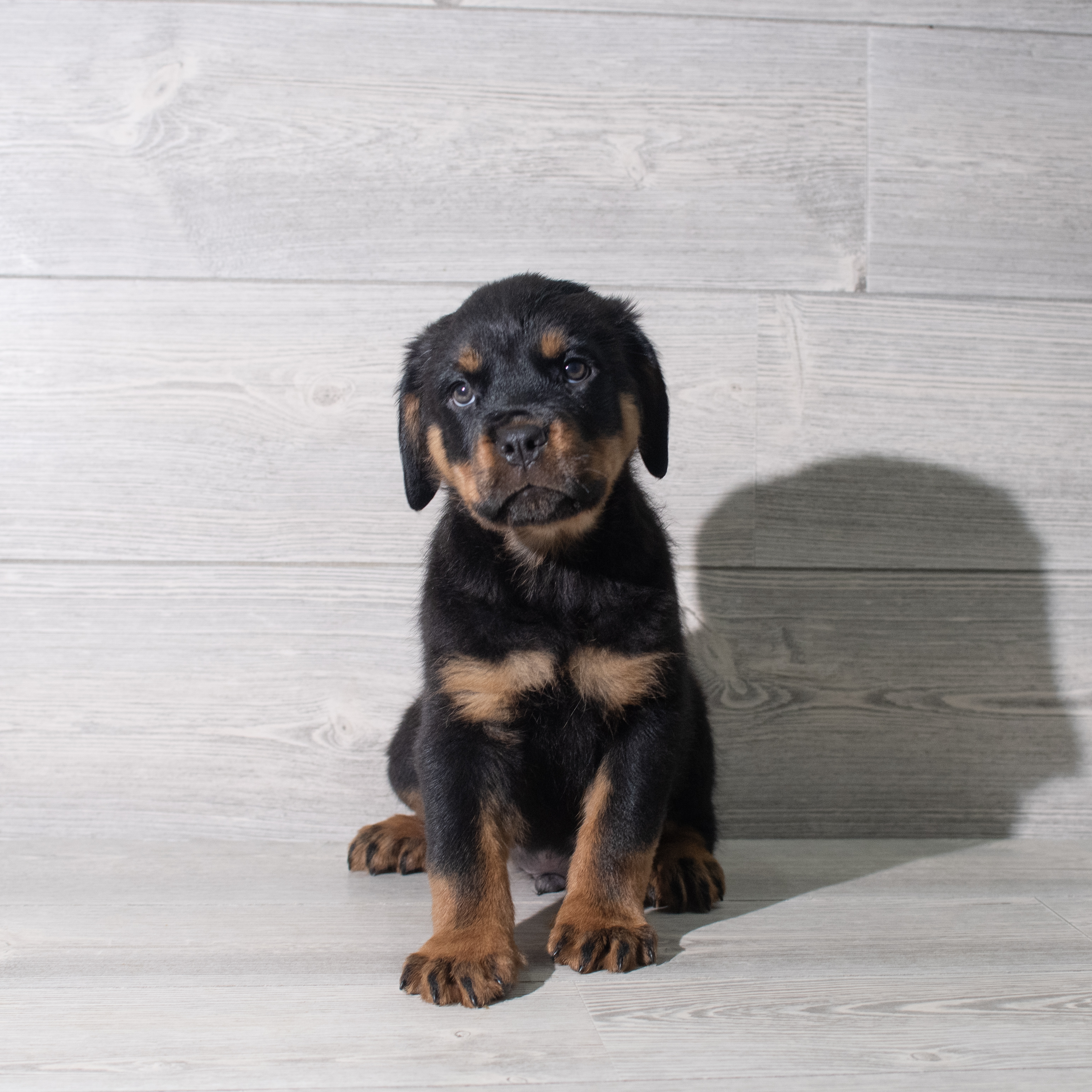 Rottweiler (M) 5582 Image #1