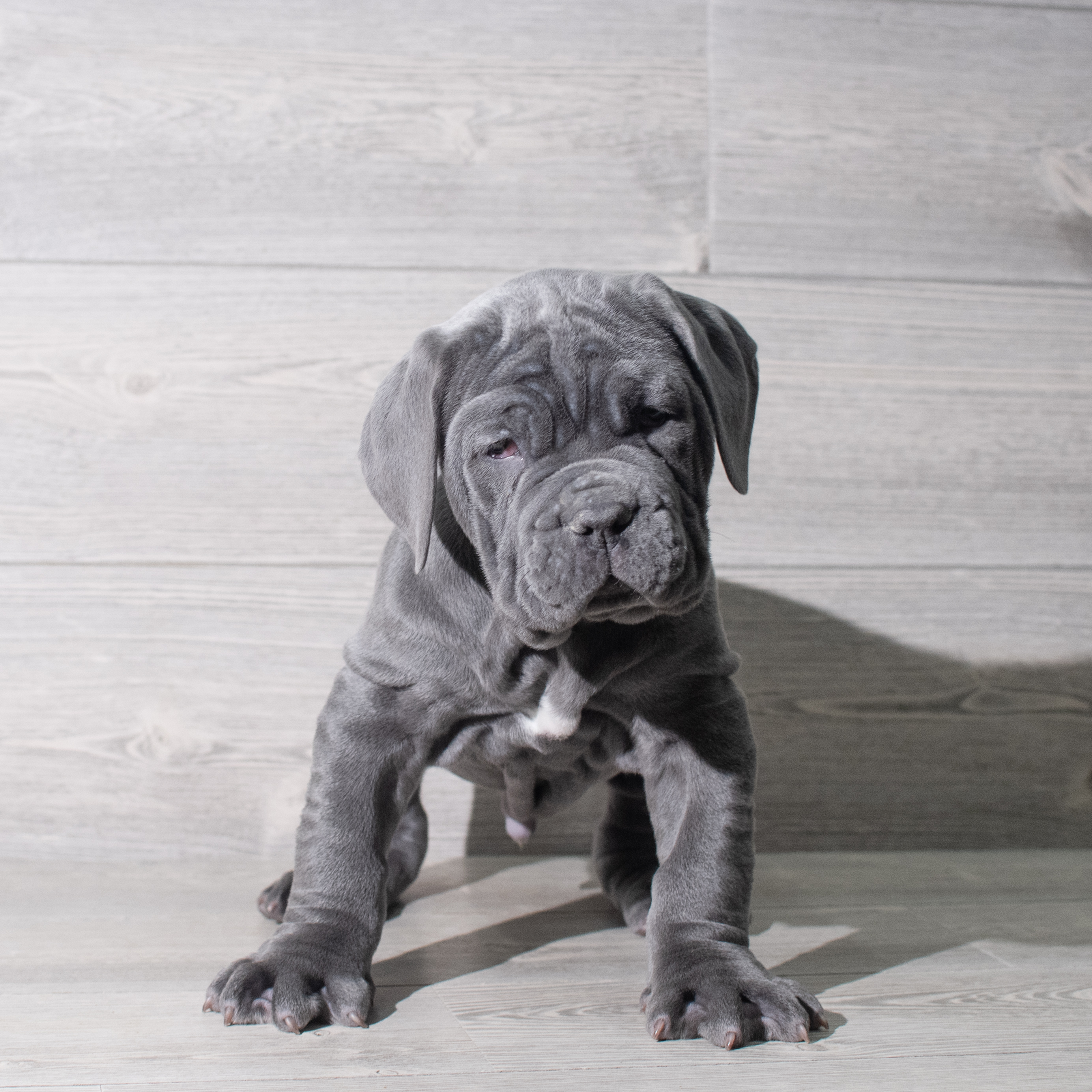 Neapolitan Mastiff (M) 5579 Image #1