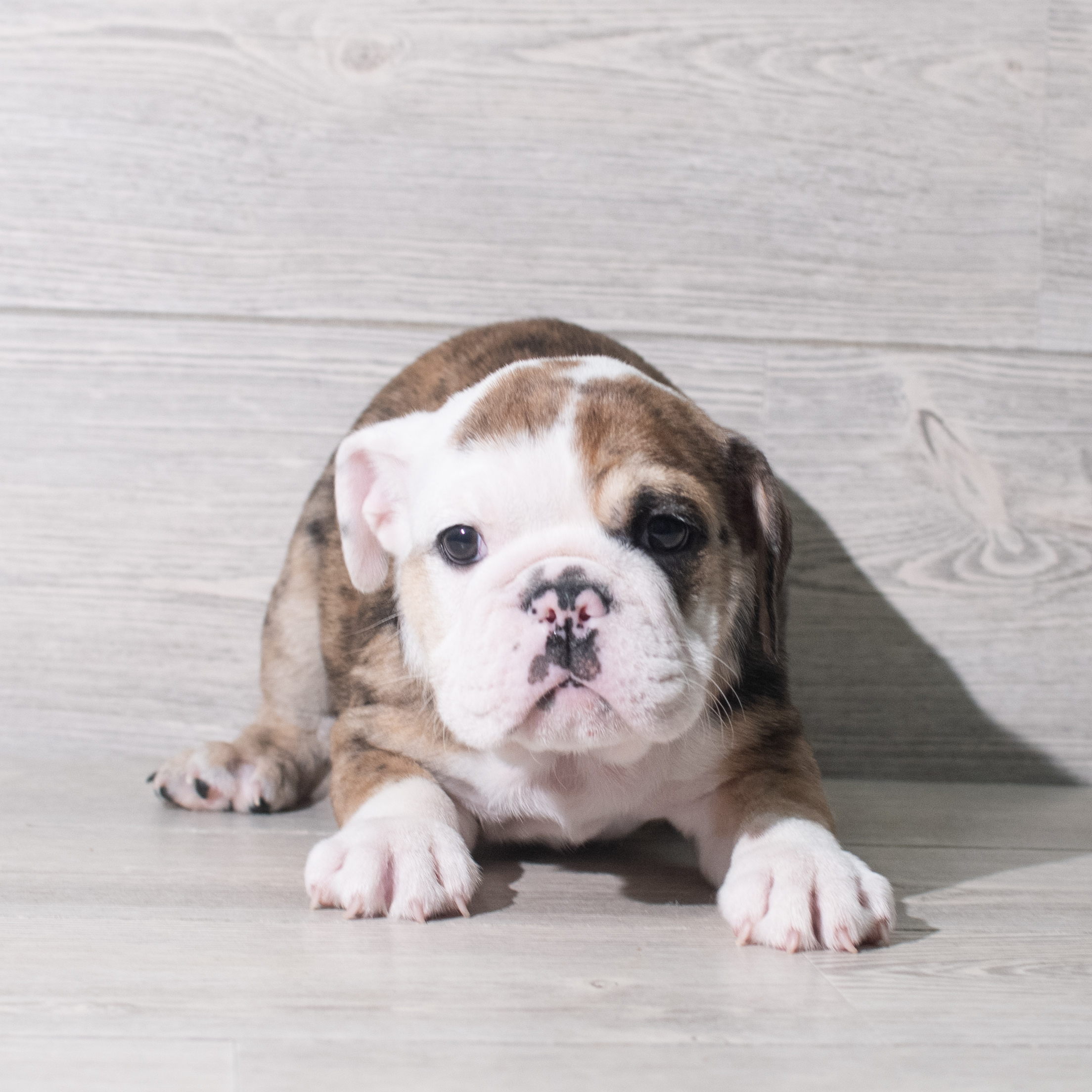 English Bulldog (F) 5578 Image #1