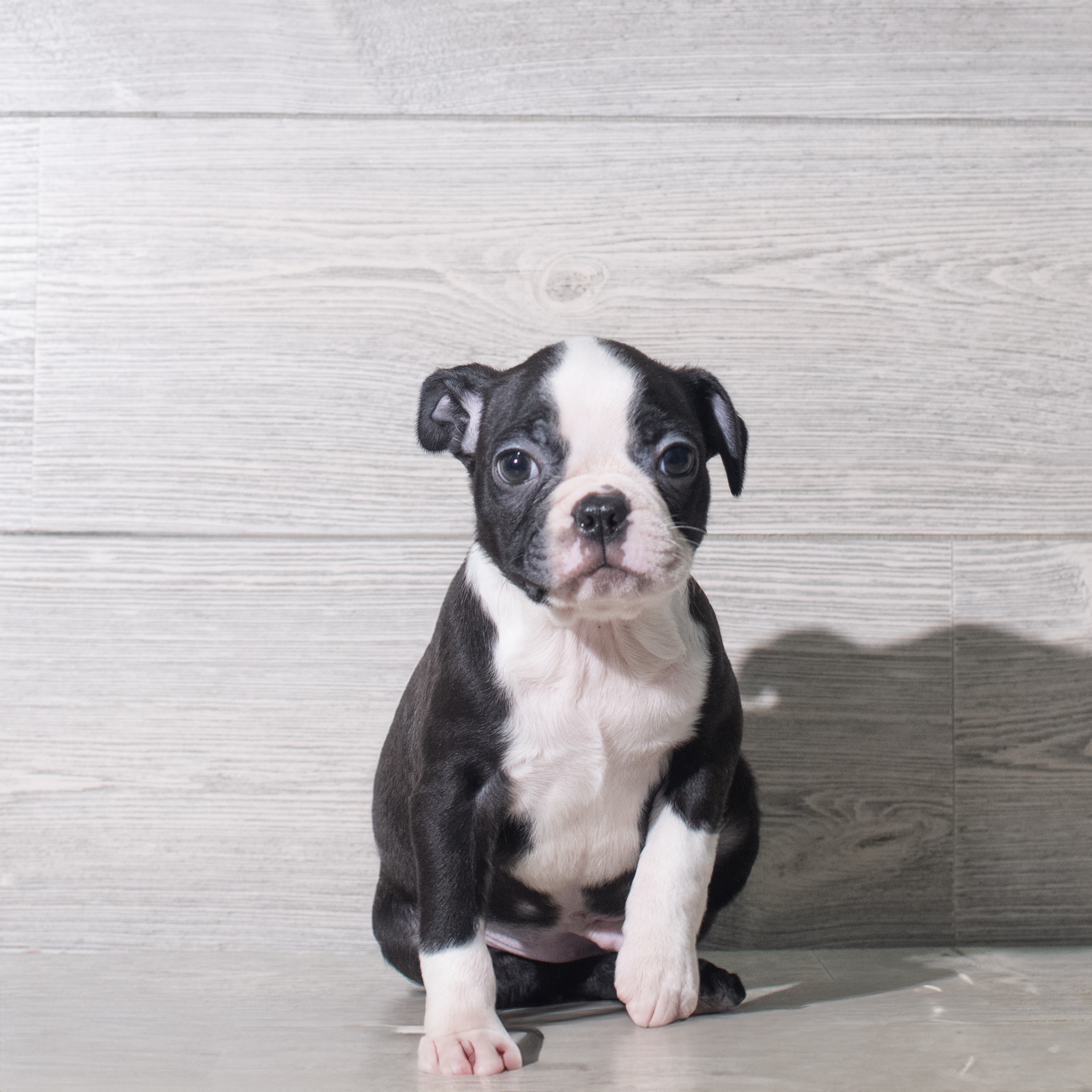 Boston Terrier (M) 5575 Image #1