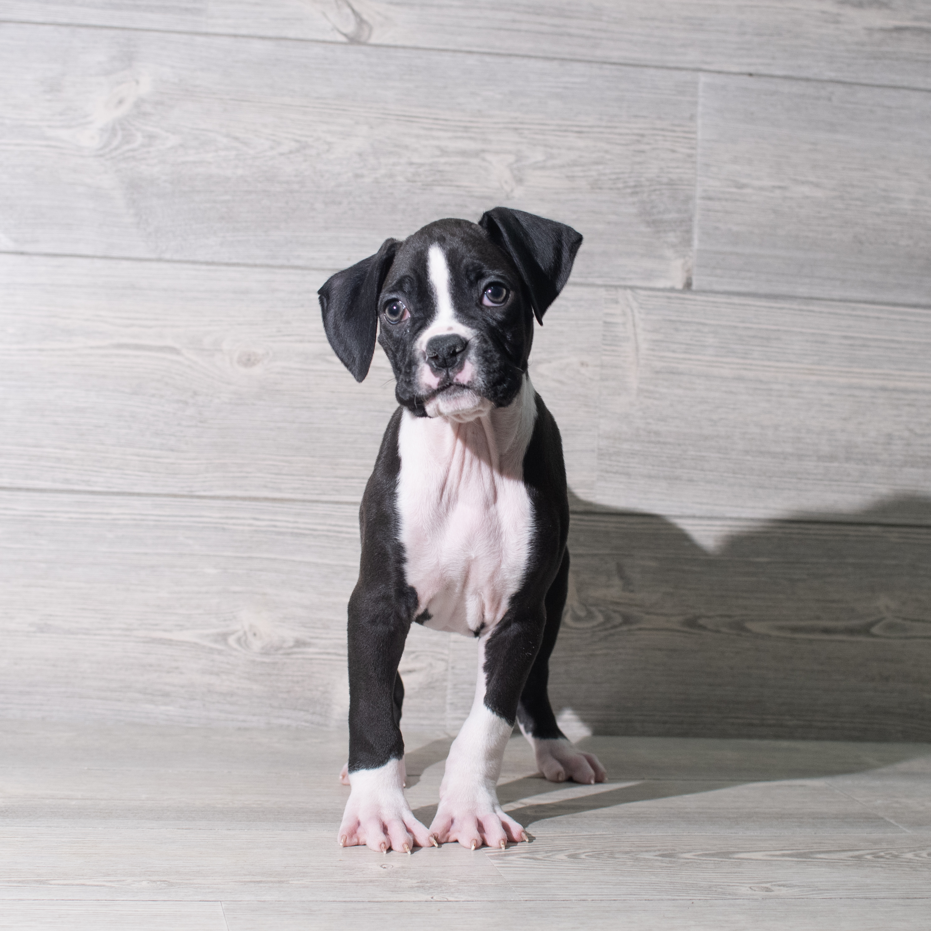 Boxer (M) 5576 Image #1