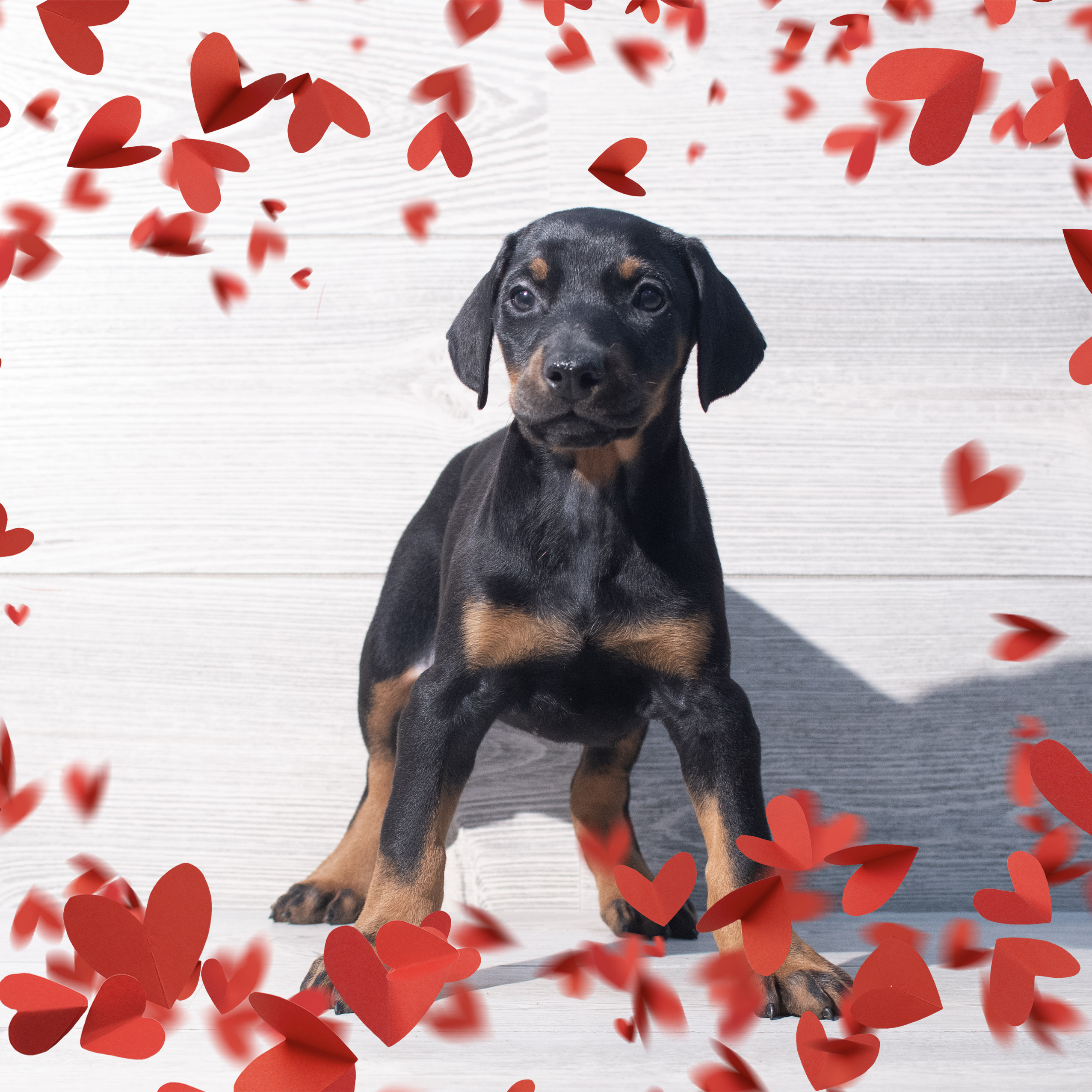 Doberman Pinscher (F) 2177 Image #1