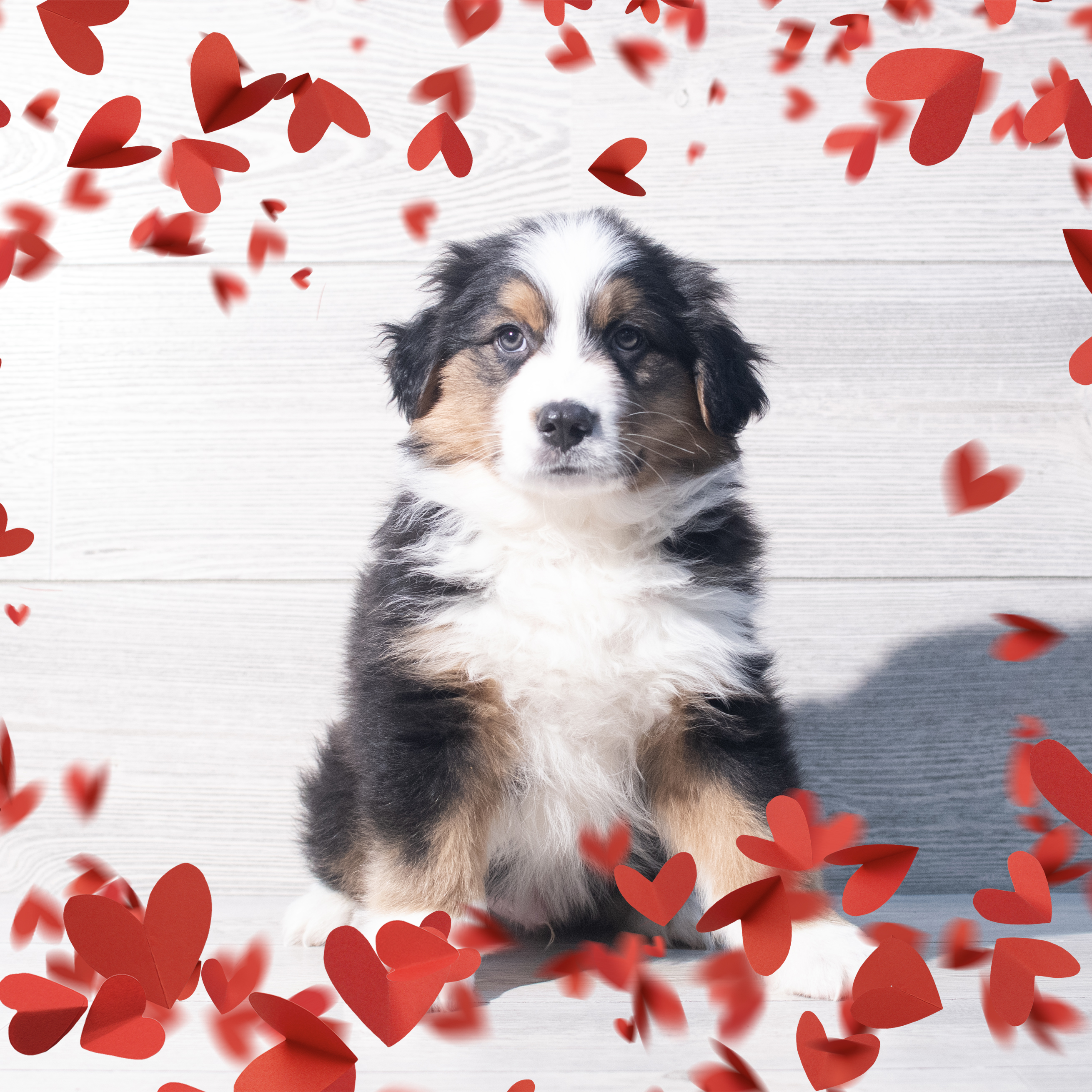 Miniature Australian Shepherd (M) 2188 Image #1