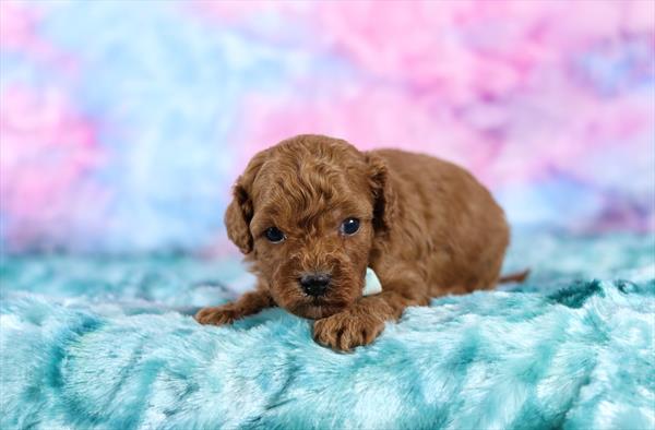 Cavapoo (M) 5674 Image #2