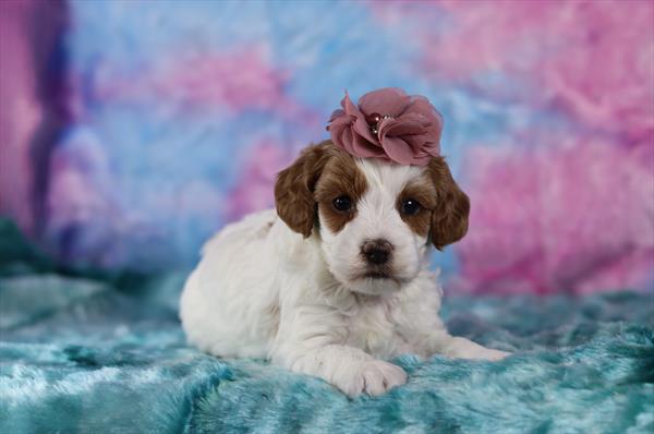 Cavapoo (F) 5673 Image #2