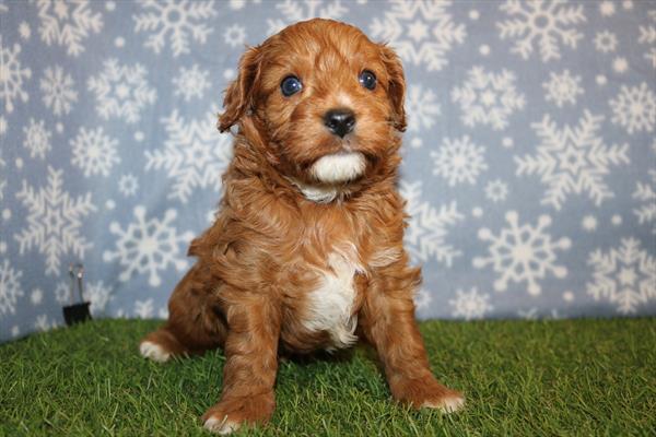 Cavapoo (M) 5667 Image #1