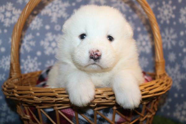 Samoyed (F) 5686 Image #1