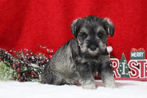 Miniature Schnauzer (F) 5666 Image #1