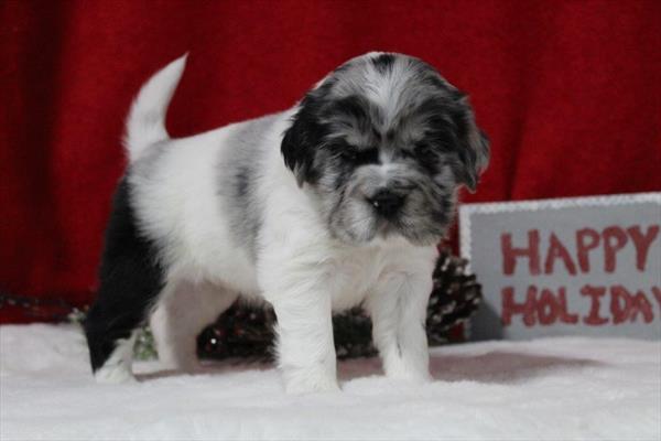 Hippo Mini (F) 5664 Image #2