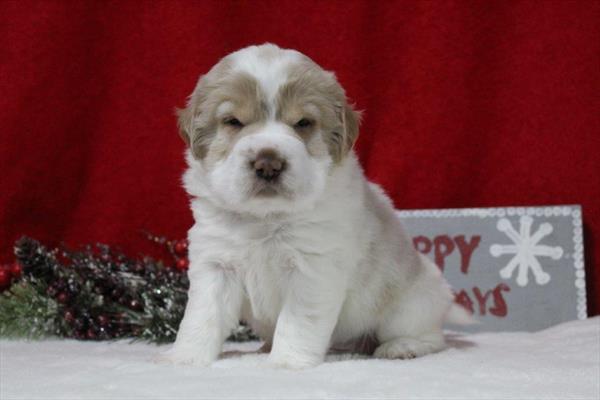 Hippo Mini (M) 2189 Image #2