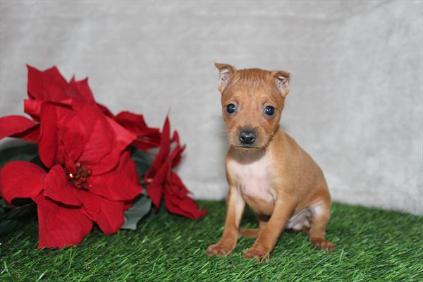 Miniature Pinscher (M) 5672 Image #1