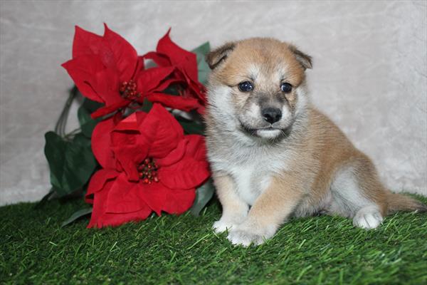 Shiba-mo (F) 5669 Image #1