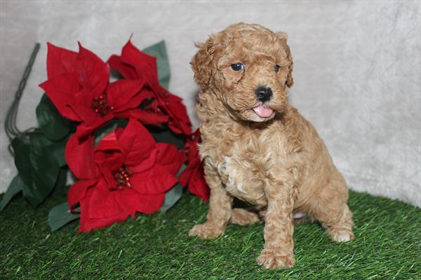 Poodle (M) 5671 Image #1