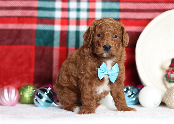 Goldendoodle Mini (M) 5687 Image #2