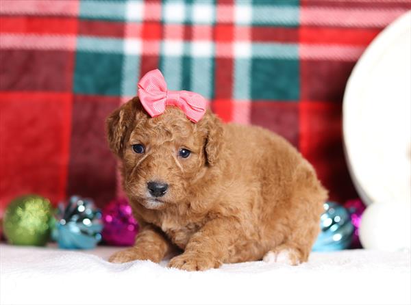 Goldendoodle Mini (F) 2203 Image #2