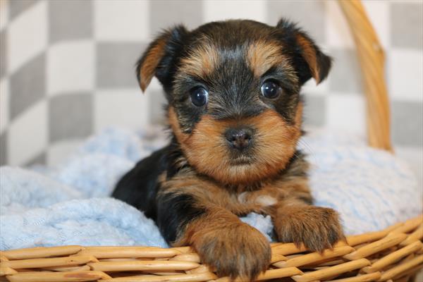 Yorkshire Terrier (F) 2197 Image #2