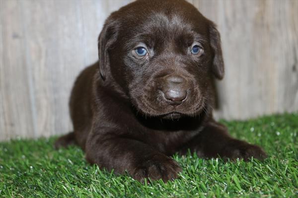 Labrador Retriever (F) 2201 Image #2