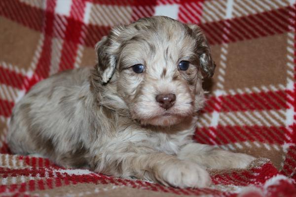 Cockapoo (F) 5683 Image #1