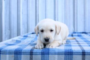 Labrador Retriever (F) 5662