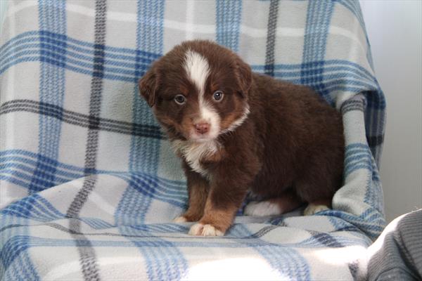 Miniature American Shepherd (F) 5677 Image #1