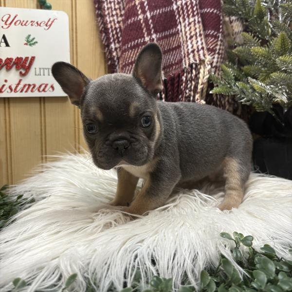 French Bulldog (M) 5661 Image #2