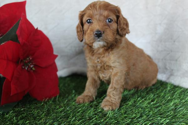 Cockadoodle F1 (F) 5685 Image #1