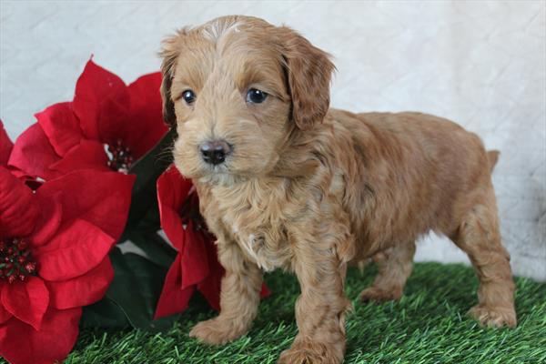 Cockadoodle F1 (M) 2200 Image #1