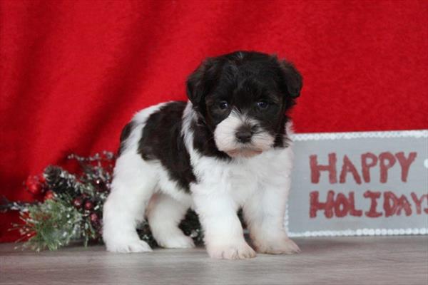 Miniature Schnauzer (F) 5681 Image #2