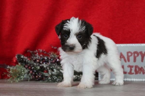 Miniature Schnauzer (F) 2196 Image #2