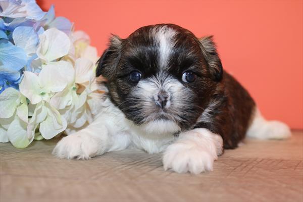 Shih Tzu (M) 2199 Image #2