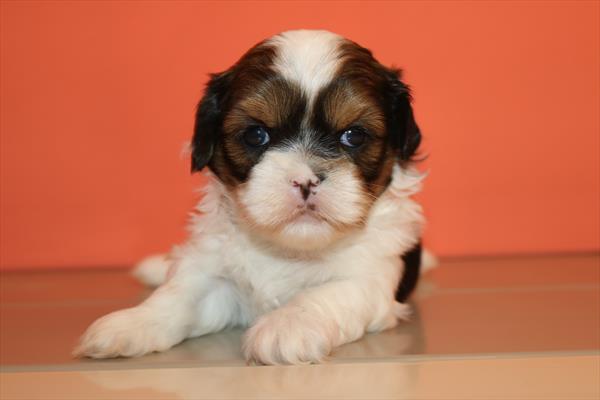 Shih Tzu (F) 5712 Image #1