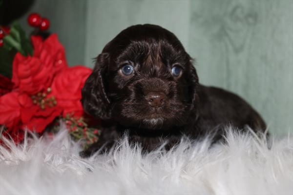 Cocker Spaniel (F) 5698 Image #1