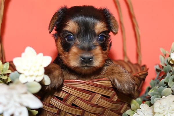 Yorkshire Terrier (F) 5697 Image #1