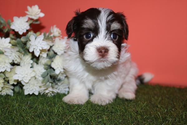 Havanese (M) 5694 Image #1