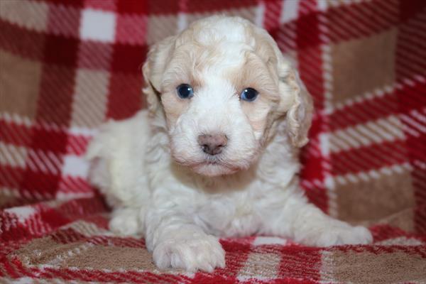 Poodle (M) 2208 Image #1