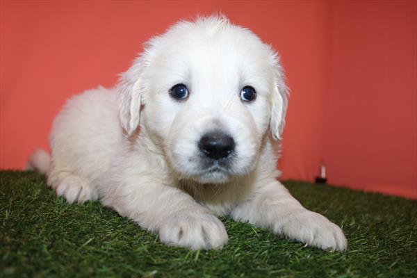 Golden Retriever (M) 2202 Image #2
