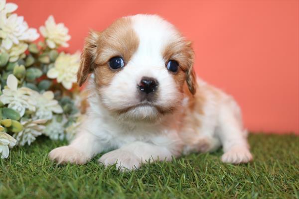 Cavalier King Charles Spaniel (M) 5696 Image #2