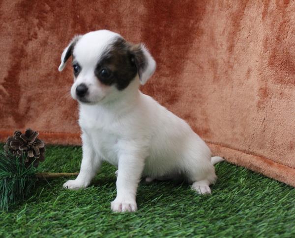 Chihuahua (M) 5700 Image #2