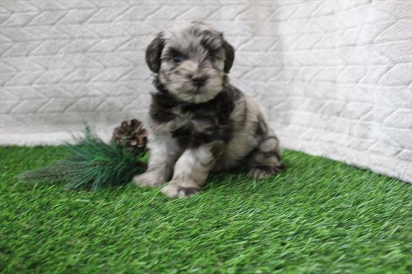 Schnoodle (M) 5701 Image #1