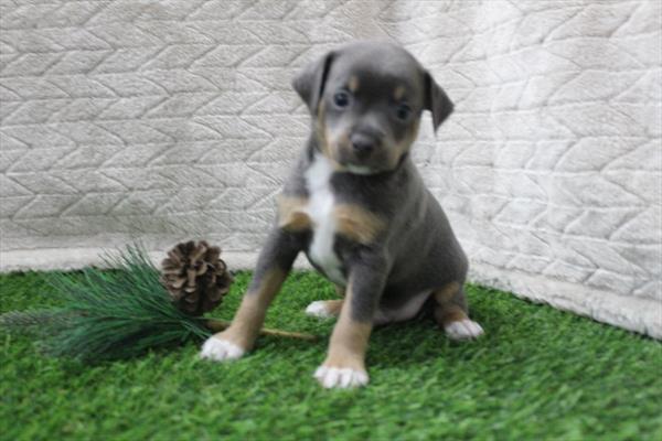 Chihuahua (M-N) 2210 Image #2