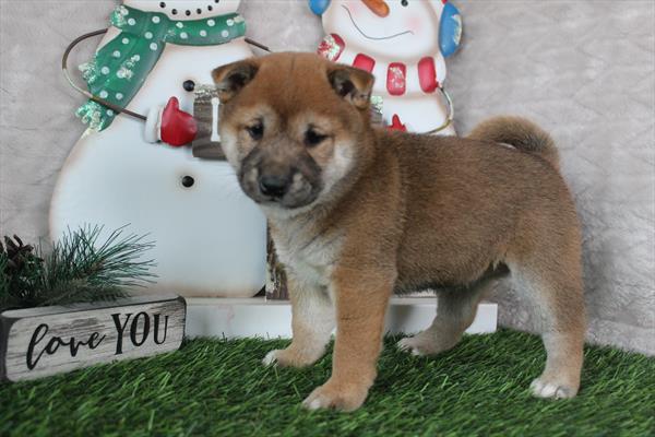 Shiba Inu (F) 5699 Image #1