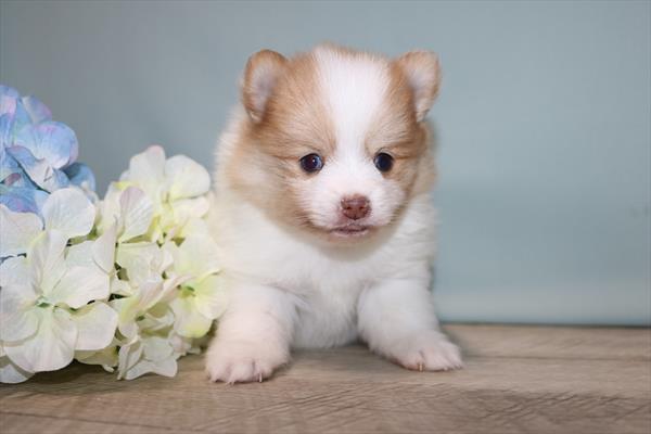 Pomeranian (M) 2209 Image #1