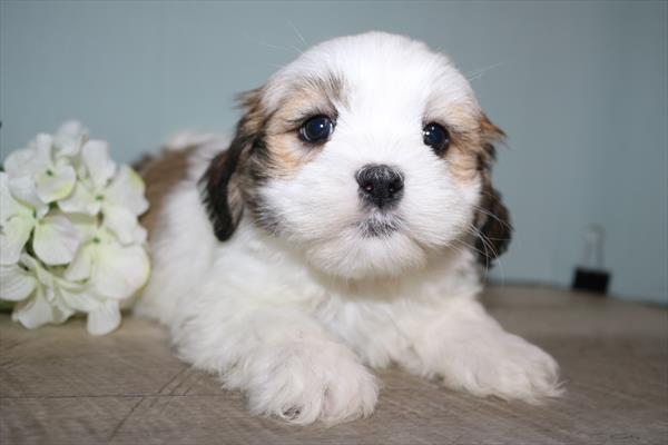 Lhasa Apso (F) 5668 Image #2