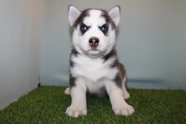 Siberian Husky (M) 5713 Image #1