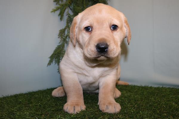 Labrador Retriever (M) 5692 Image #1